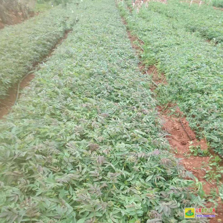 济南哪里有卖香椿苗 山东香椿苗价格 红油6号香椿苗哪家好