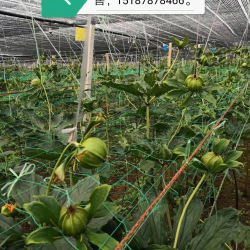 粉质重楼苗哪里有?