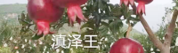 德阳大果黑籽甜石榴-滇泽王 石榴树苗黑美人 黑籽甜石榴树苗基地