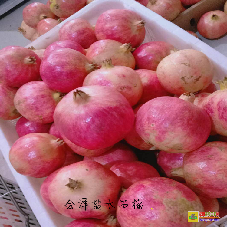 重庆成都软籽石榴市场 2021年突尼斯籽(子)石榴价格 软籽(子)石榴价格