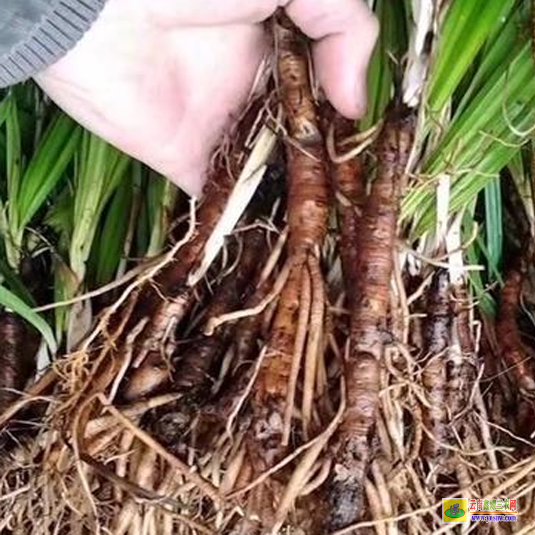 小叶仙茅苗价格 独脚仙茅苗哪里有卖 这里有仙茅苗
