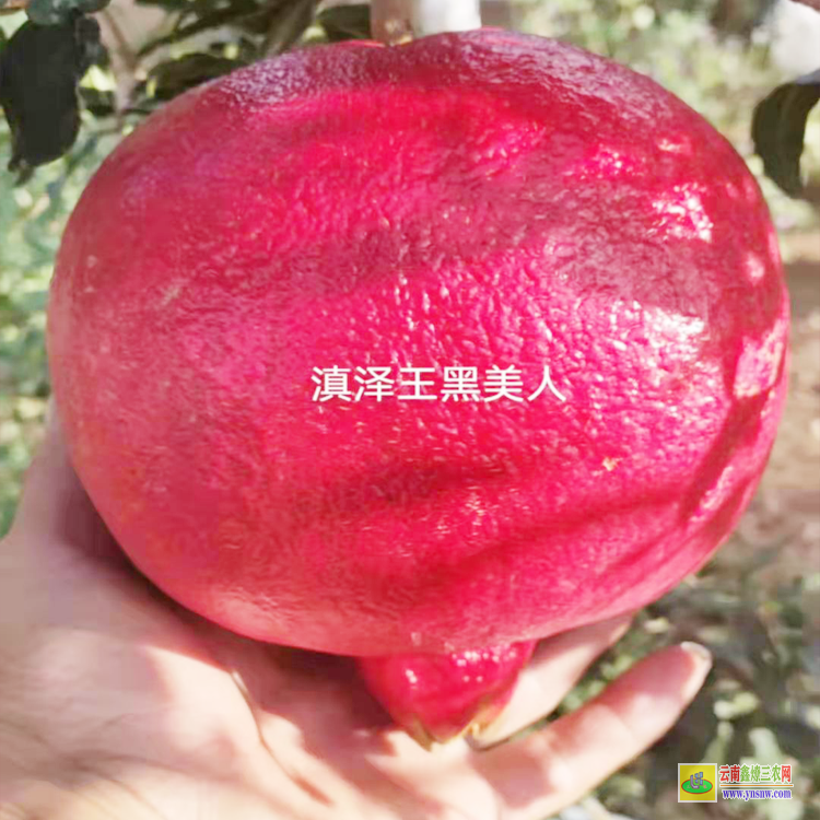 黔西黑籽甜石榴-滇泽王 怎么知道是黑美人石榴树苗 黑籽甜石榴树苗批发