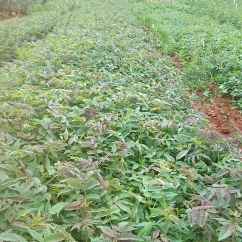刺脑包，刺老包种子，刺老苞树苗