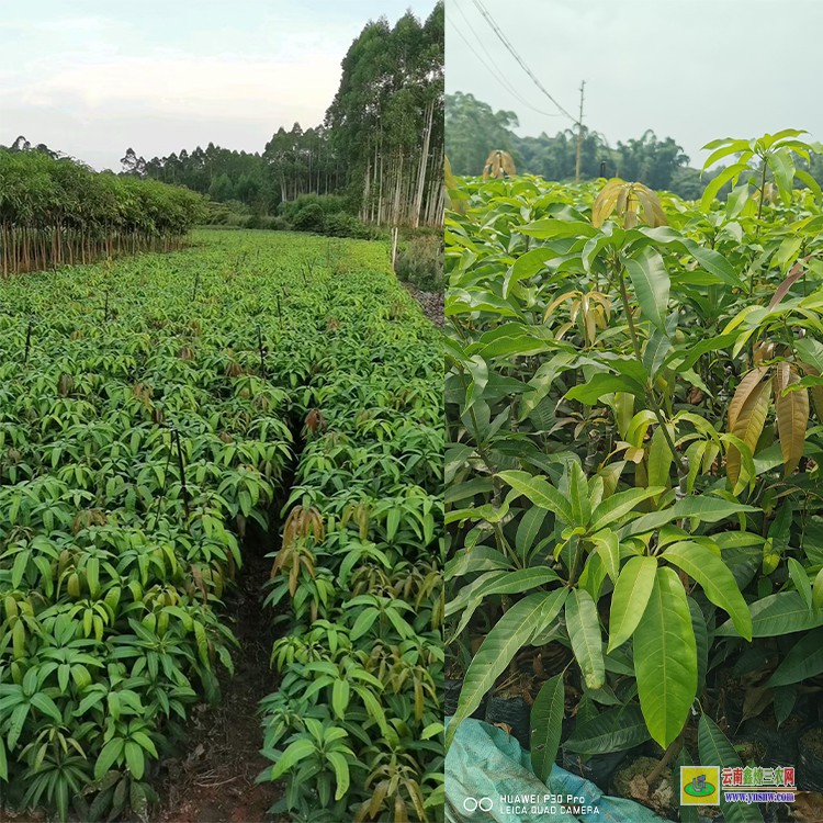 广西芒果苗 云南芒果价格表 云南甜芒果苗