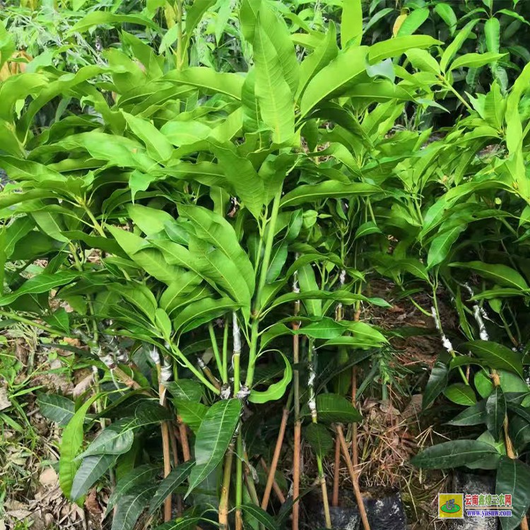 广西芒果苗 云南芒果价格表 云南甜芒果苗