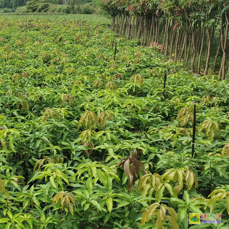 陕西采购芒果苗 云南临沧青芒果批发 批发水果芒果