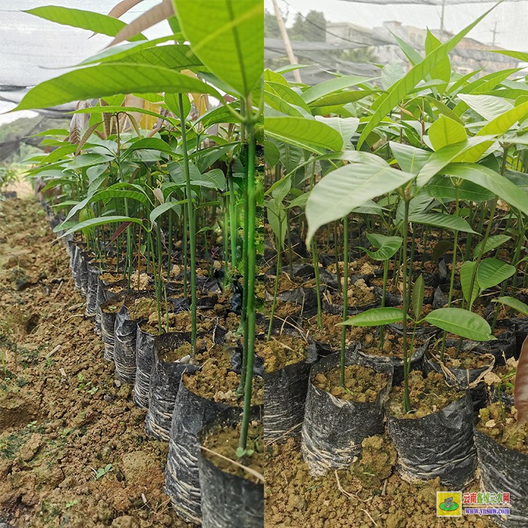 陕西采购芒果苗 云南临沧青芒果批发 批发水果芒果