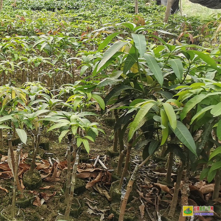 河南芒果果苗价格 芒果市场批发 海南三亚芒果批发市场