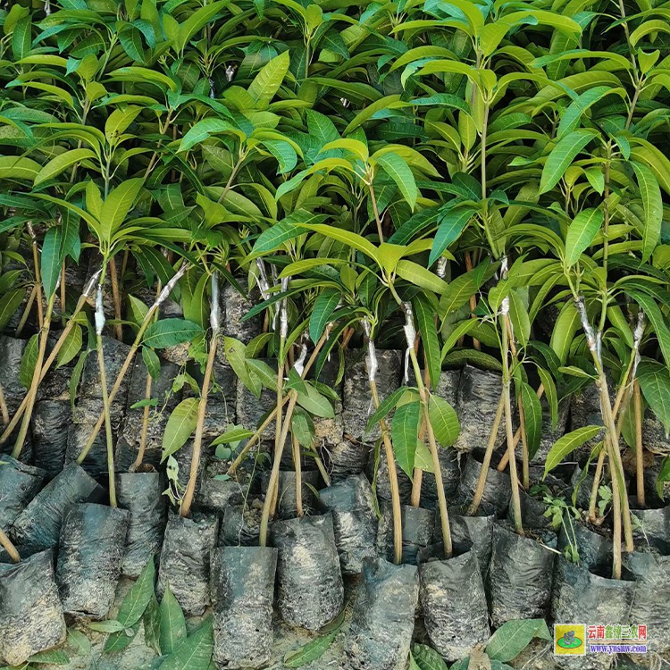 河南芒果苗 云南芒果水果批发市场 海南三亚芒果批发市场
