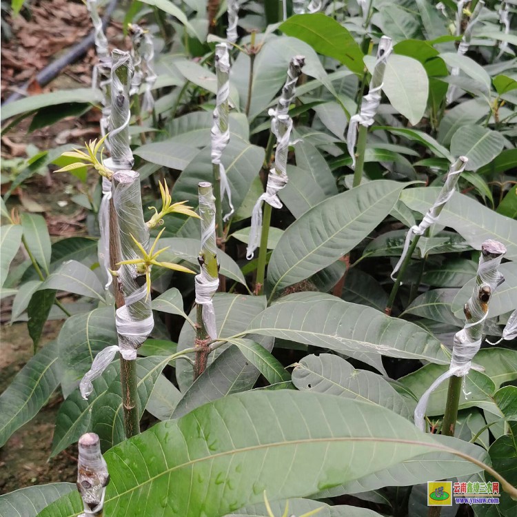 海南芒果苗云南 云南临沧青芒果批发 芒果批发市场