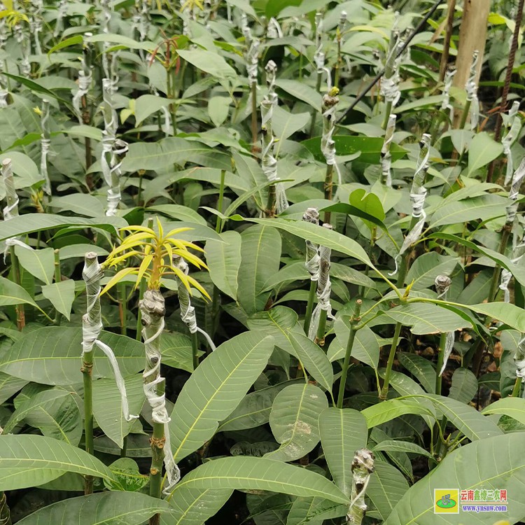 广西四季芒果苗 云南省水果批发市场 海南三亚芒果批发市场