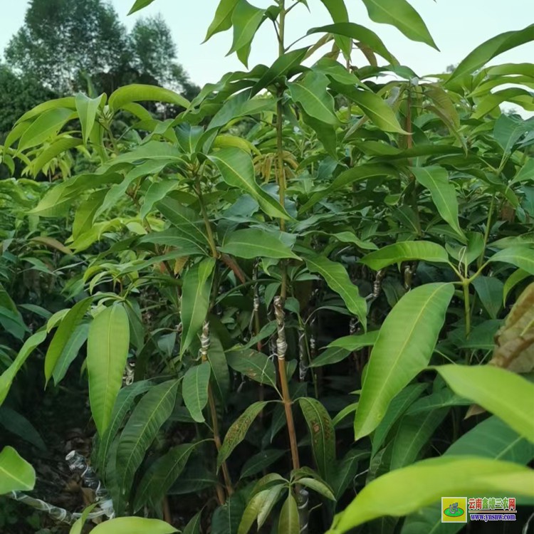 贵州哪里卖芒果苗 云南芒果价格表 瑞丽芒果批发市场