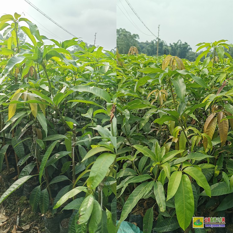 贵州哪里卖芒果苗 云南芒果价格表 瑞丽芒果批发市场