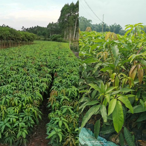 海南四季芒果苗什么时候种 云南省水果批发市场 云南甜芒果苗