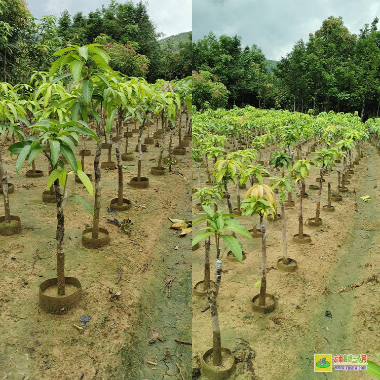 玉溪海南芒果苗 芒果种植批发市场 大芒果批发市场价格表