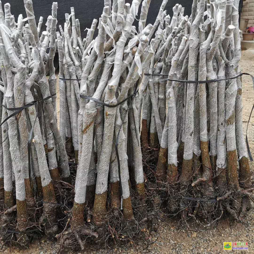 曲靖贵妃芒果苗 芒果苗金煌品种 芒果批发市场