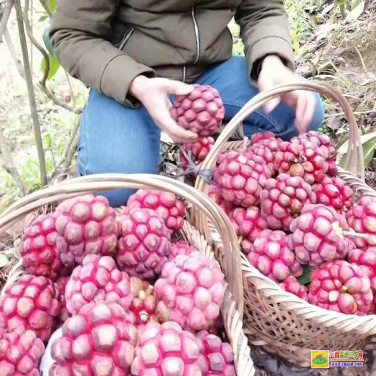 天津布福娜基地价格 黑老虎果多少钱一斤 黑老虎适合什么地方种植