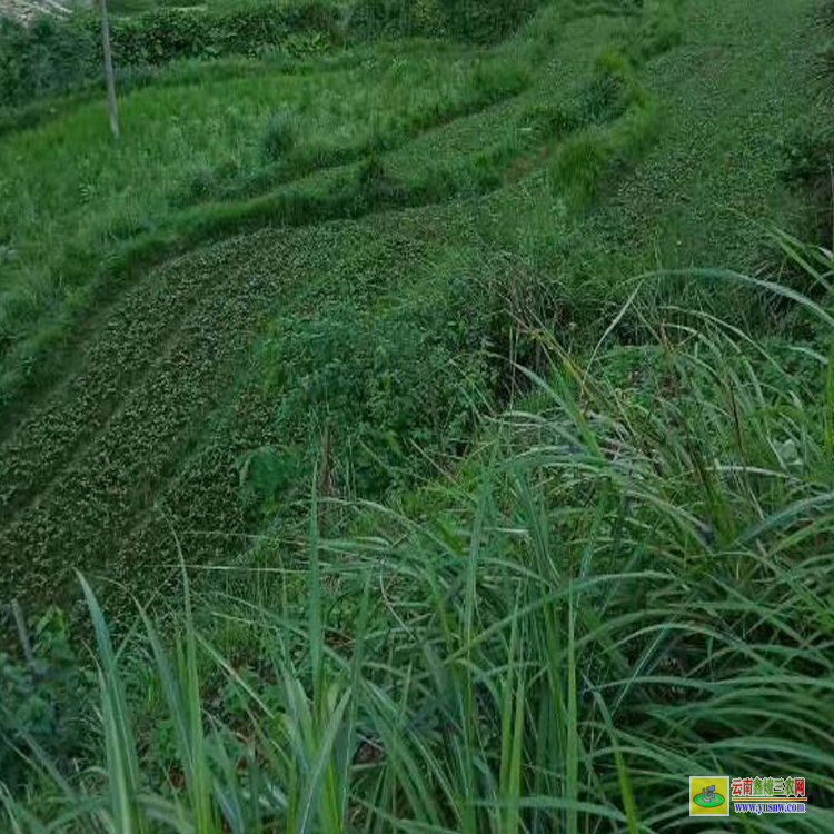 天津布福娜基地价格 黑老虎果多少钱一斤 黑老虎适合什么地方种植
