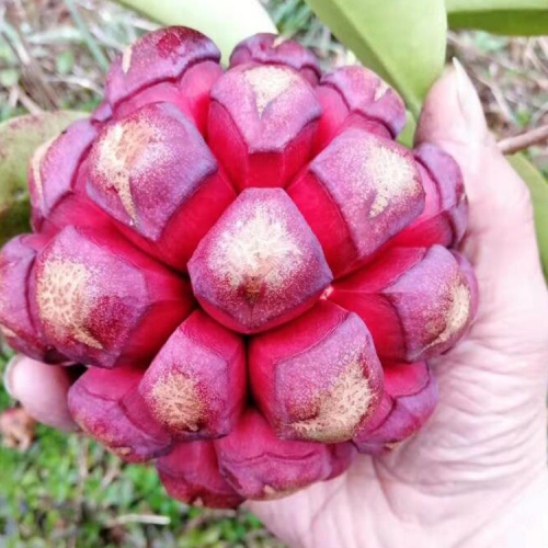 黑老虎一般每株可结果多少?哪些地方适合种植黑老虎