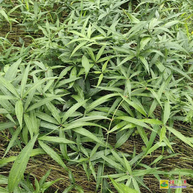 广元红花黄精苗图片 黄精苗的批发 滇红花黄精苗批发