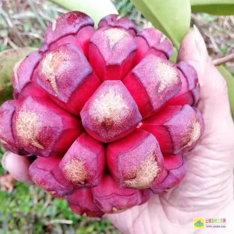 贵阳滇黄精种植种苗基地 云南保山滇黄精苗多少一株 云南黄精种苗