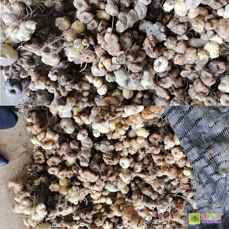 德阳滇黄精苗图片 滇黄精苗价格 红河州黄精种苗基地