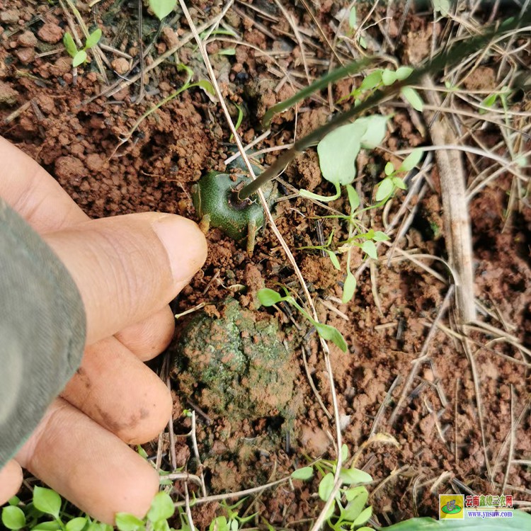 迪庆滇黄精种苗多少一棵 云南保山滇黄精苗多少一株 云南多花黄精苗