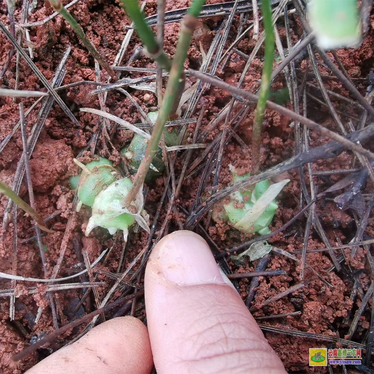 广元大黄精种植基地 黄精草苗价格 滇红花黄精苗多少钱