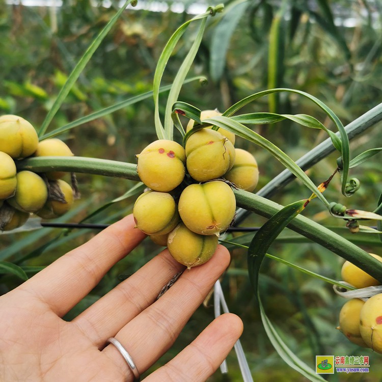 铜仁黄精种小苗 甜黄精苗批发 云南滇黄精种植基地