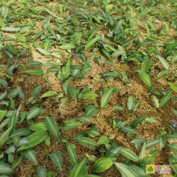 丽江黄精种小苗 黄精苗的批发 云南滇黄精种植基地