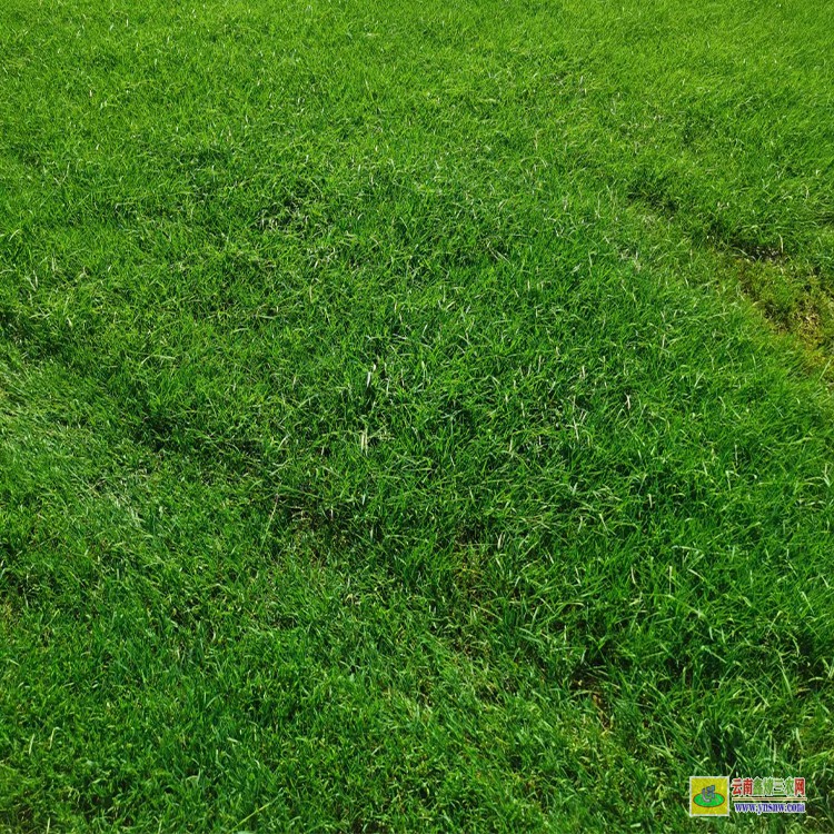 西双版纳人造草坪种子 草坪批发厂家 景观草坪批发