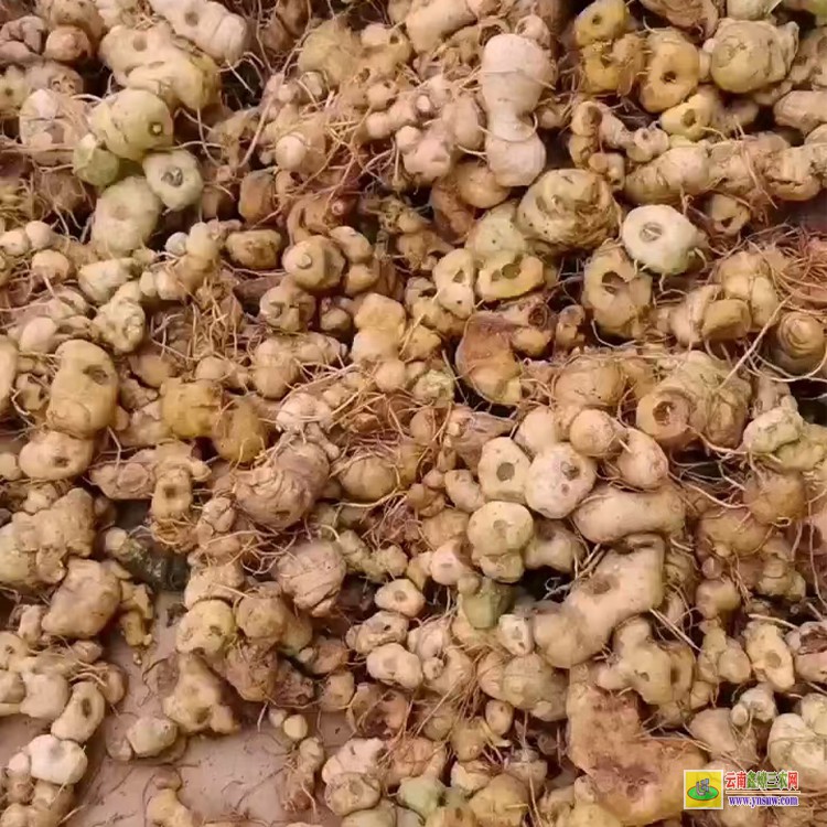铜仁大黄精种植基地 黄精苗价格及图片 滇红花黄精苗多少钱