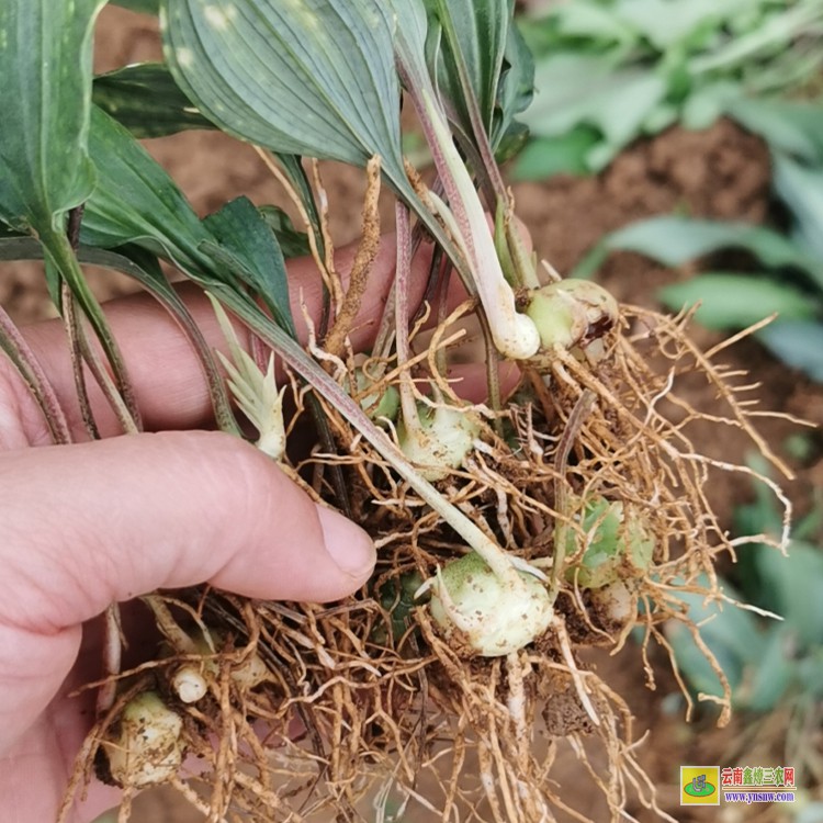 铜仁大黄精种植基地 黄精苗价格及图片 滇红花黄精苗多少钱