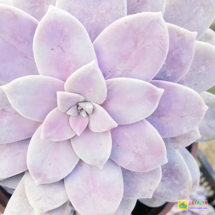 辽宁直播联系 价格排名 批发植物去哪