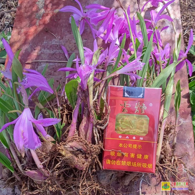 云南产区冰球子苗价格 云南冰球子苗 云南冰球子苗批发
