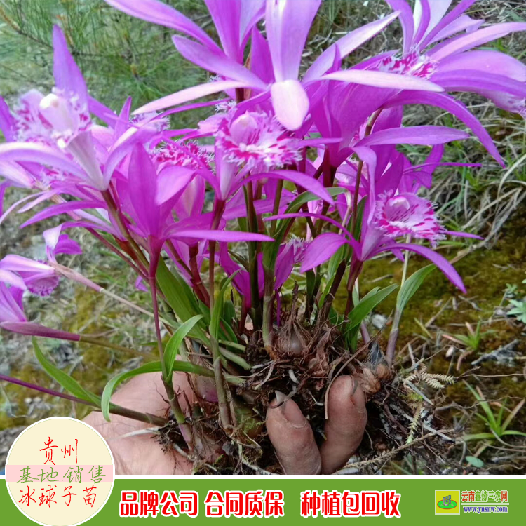 辽宁吉林冰球子苗价格 云南冰球子苗批发 山芋头冰球子一亩地栽种多少苗