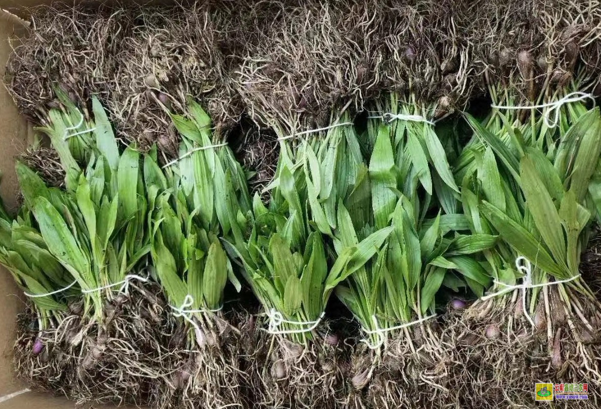 上海昆明组培冰球子苗 什么地方有冰球苗 冰球子种植亩用苗多少
