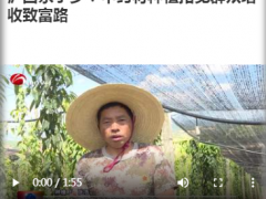 泸西永宁乡：中药材种植拓宽群众增收致富路
