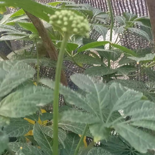 三七图片三七的功效