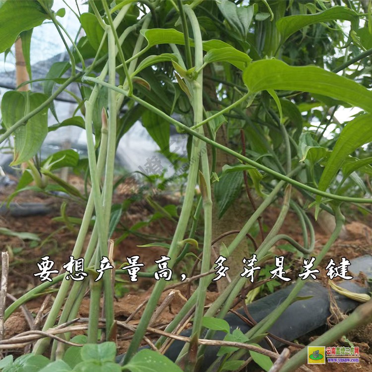 河南百部种苗培育技术 百部种子什么时候采收 百部苗价格行情