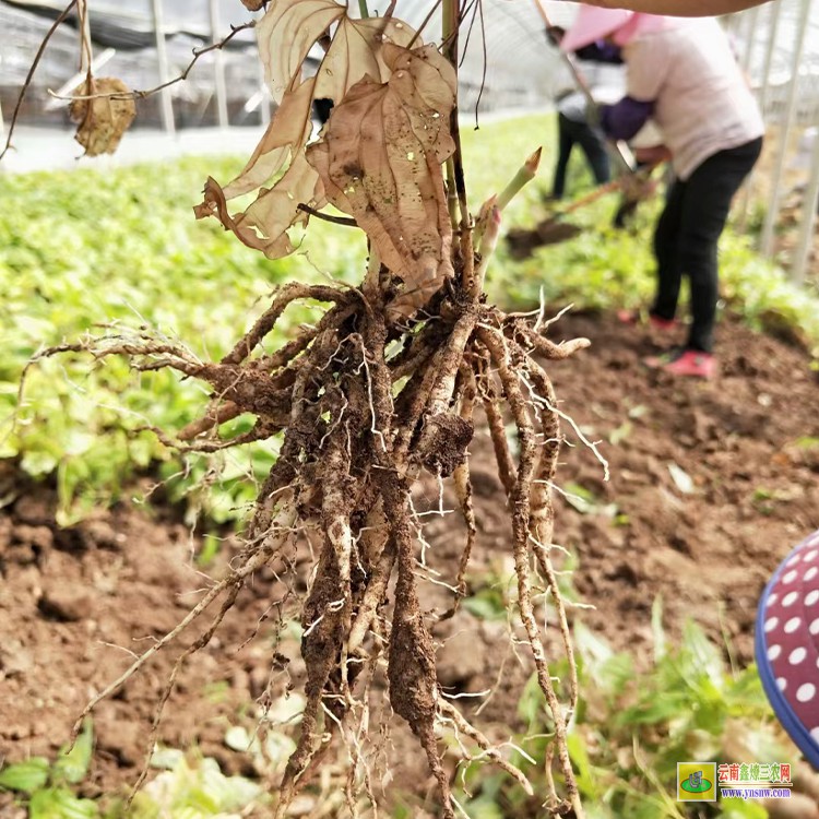 河南百部种苗培育技术 百部种子什么时候采收 百部苗价格行情