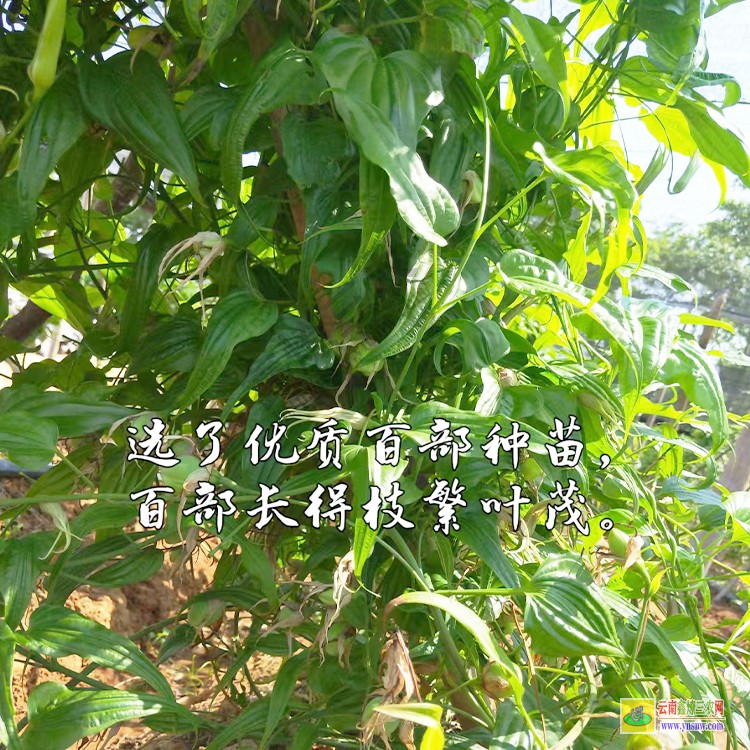 河南什么药材好种植利润高 百部种苗图片 百部苗多少钱一棵