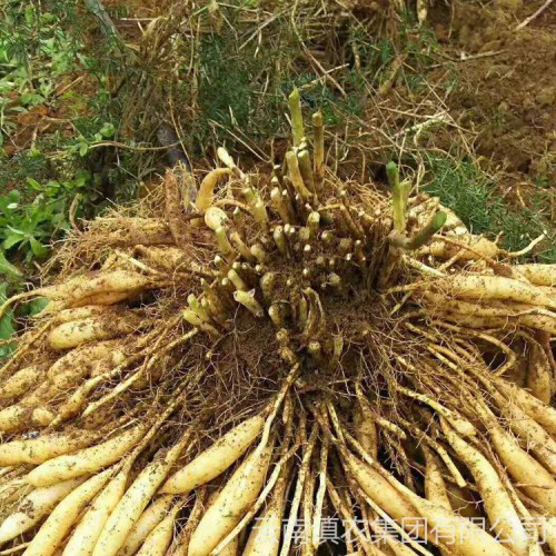 天冬苗供应 天门冬种苗批发 天冬种苗价格 天冬种植图片
