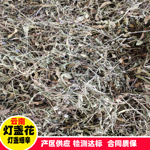 云南灯盏花种植赚钱吗?哪里找包收公司