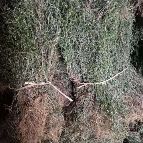云南哪里有白花蛇舌草 附近白花蛇舌草多少钱一斤