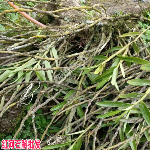 石斛 铁皮石斛枫斗价格 红河哪里有石斛批发