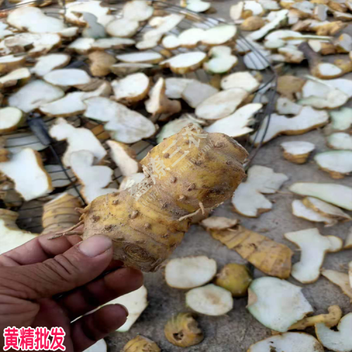 家种黄精近年价格在多少?生货在15-16元