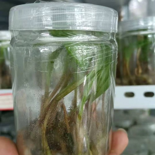毛慈菇苗 毛慈菇图片 毛慈菇价格2021