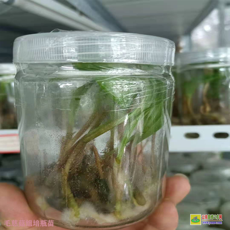 鲁甸毛慈菇苗苗好多钱一株 毛慈菇苗什么方能购到 毛慈菇苗咋卖的呢