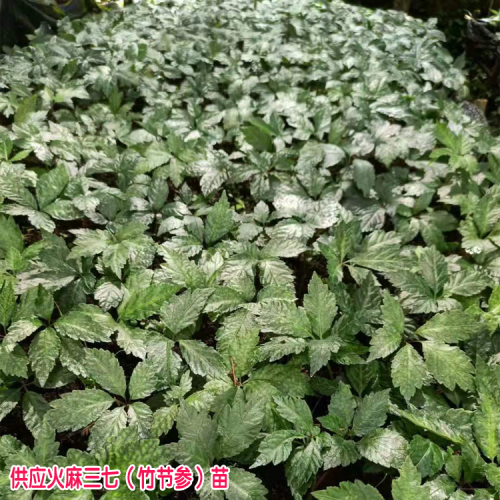 竹节参种子不脱皮育苗 竹节参种苗 竹节参图片植物图片
